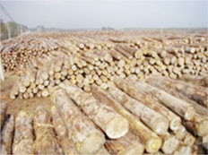 建筑模板木方廠家 建筑模板木方廠家